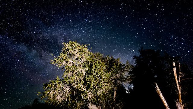 Bristlecone Pine Milky Way Galaxy Dolly Pan 01 Time Lapse Stars