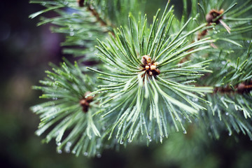 Naklejka na ściany i meble Needles of a pine, a coniferous tree after a rain.