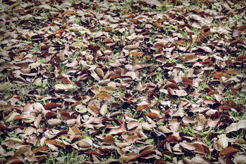 Texture of dry leaves on the lawn,use for backdrop or web design.