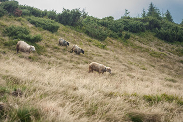 Naklejka na ściany i meble Mountain view, hiking through the mountains, panorama. Summer hiking trip. Sheeps, animals and nature in the highlands, hiking trails.