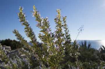 Rosemary camphor wild plant (Rosemarinus officinalis)