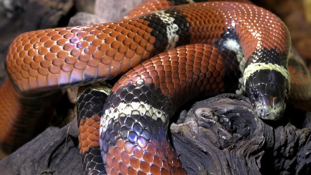 Sinaloan milk snake, Lampropeltis triangulum sinaloa lies on a tree branch
