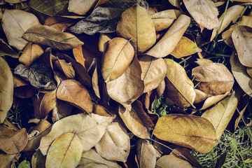 Texture of dry leaves on the lawn,use for backdrop or web design.