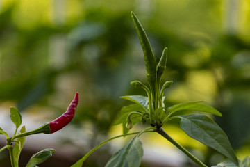 Red pepper