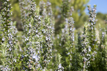 Rosemary camphor wild plant (Rosemarinus officinalis)