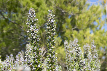 Rosemary camphor wild plant (Rosemarinus officinalis)
