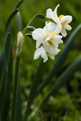 Daffodils