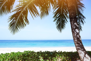 Tropical palm tree beach resort