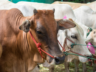Cattle at slaughterhouse