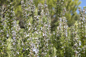 Rosemary camphor wild plant (Rosemarinus officinalis)