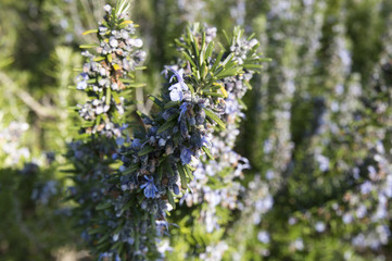 Obraz premium Rosemary camphor wild plant (Rosemarinus officinalis)