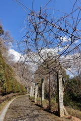 Fototapeta premium 冬の散歩