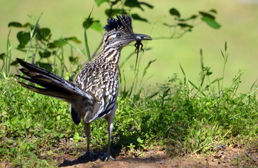 Roadrunner #2