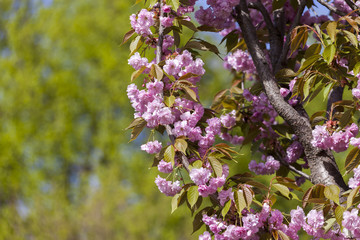 Flowering of a beautiful Japanese cherry in a botanical garden. Cherry small-log. Spring. Prunus serrulata Pink Perfection. The hybrid of two Japanese varieties (P. 