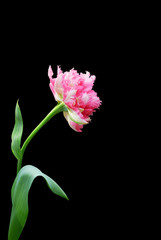Terry pink tulip isolated on a black background.