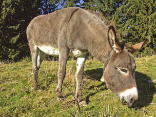 Naklejka na ściany i meble Esel auf einer Almwiese in Oberbayern