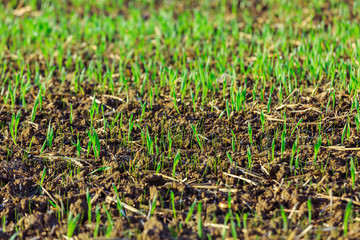 green shoots of wheat on farmer field in spring. agricultural background