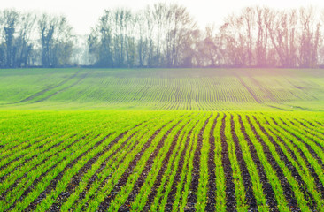 green shoots of wheat on farmer field in spring. agricultural background © GoodPics