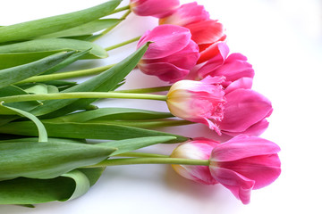 pink tulips isolated on white