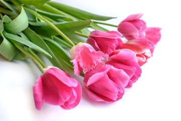 pink tulips isolated on white