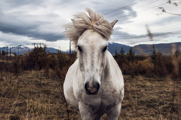 Wild Horse