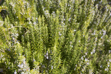 Rosemary camphor wild plant (Rosemarinus officinalis)