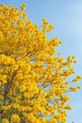Silver trumpet tree (tree of gold, Paraguayan silver trumpet tree, Tabebuia aurea), yellow flowers are on long thin branches with clear blue sky background
