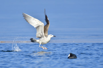 Mittelmeermöwe im Jugendkleid