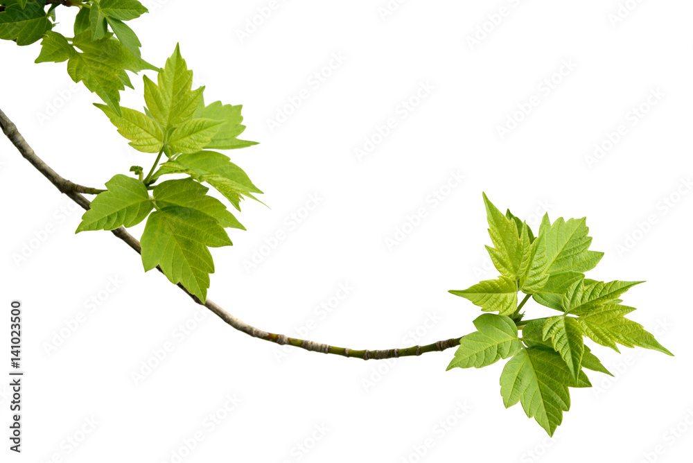 Wall mural ash-leaved maple branch