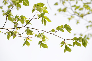 Fototapeta na wymiar bright sunny tree branch