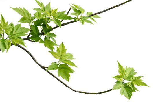 ash-leaved maple branch
