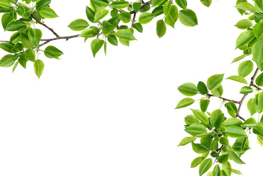 branch of pear wood