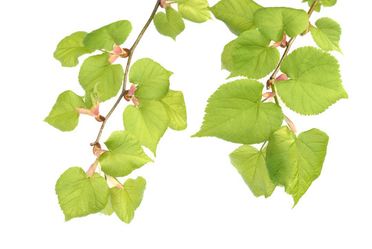alder branches