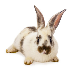 spotted white rabbit