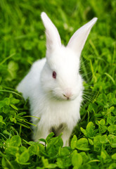 white rabbit sitting in green grass