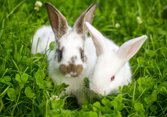 two little rabbits sitting in grass - 141023732