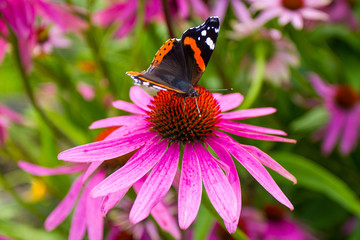 Butterfly peacock eye sitting on echinacea flower