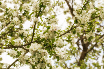 Blossoming apple tree in spring