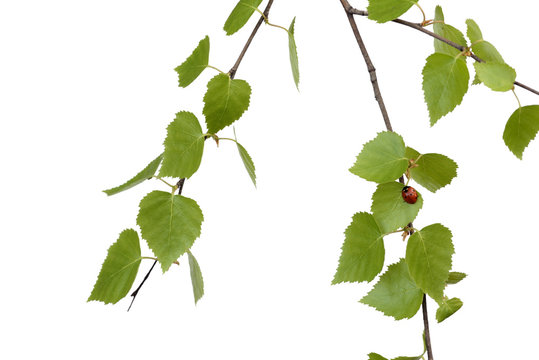 birch branch