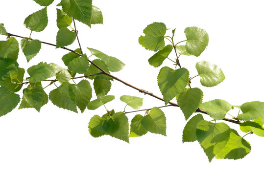 birch branch