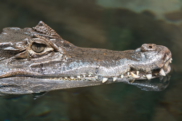 Crocodile caiman alligator