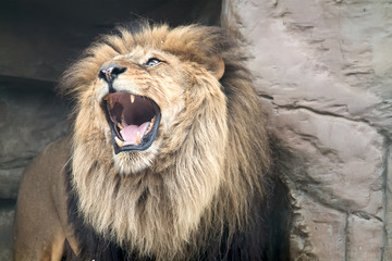 Leo opened wide a mouth