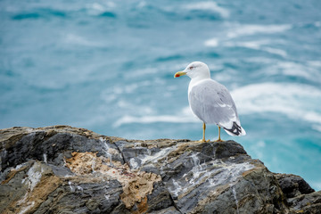 Seagull sitting on the rocky coastline, mediterranean, Italy
