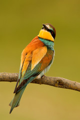 Small bird with a nice plumage