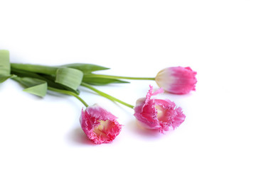 pink tulips isolated on white