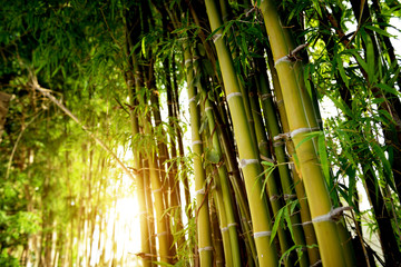 Obraz premium Green bamboo forest