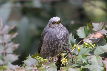 Brown-eared bulbul
