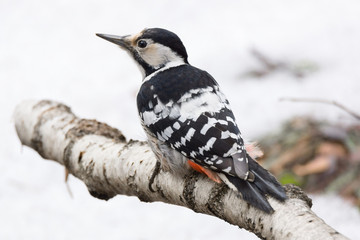 woodpecker on a tree