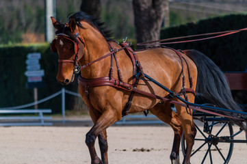 Attelage en solo, dressage,maniabilité.