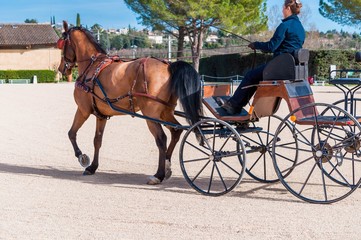 Attelage en solo, dressage,maniabilité.